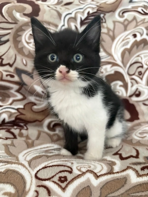 6 wundervolle Kitten suchen ein liebevolles Zuhause