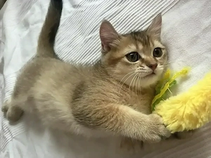 Bkh Katze(Kitte)ABHOLBEREIT Stammbaum geimpft komplett 
