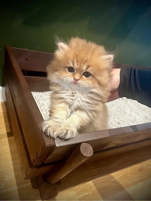 Bkh Blh Kitten suchen ein Liebevolles Zuhause 