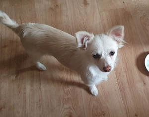 Pomchi Chihuahua  Mädchen 