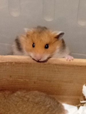 Goldhamster 