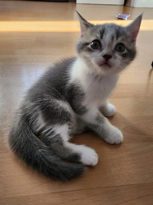 Reinrassige BKH Kitten bald abgabebereit nur noch 2 verfügbar!