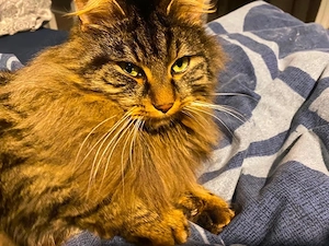 Katze zu Verschenken 