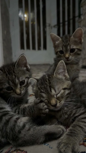 baby katzen