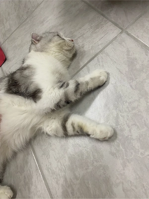 süße Kater sucht eine neues Haus