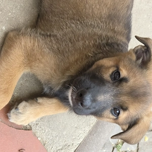 Australian shepherd und Malinois mischlinge
