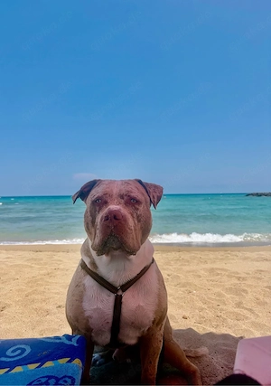 American Bully XL