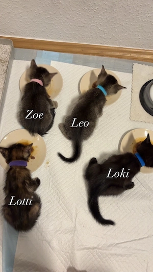 Süße Katzenbabys suchen schönes zuhause