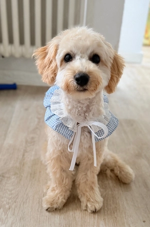 Maltipoo Welpen - letzte Rüde