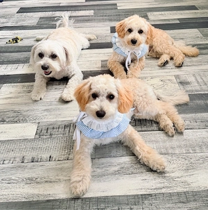 Maltipoo Welpen