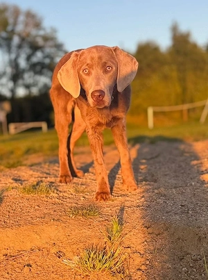 Aussiedor Hündin
