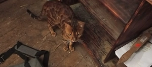 Bengal Kater zu verkaufen 
