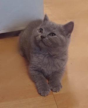 Reinrassigen BKH Kitten in Blue und Grau farbe