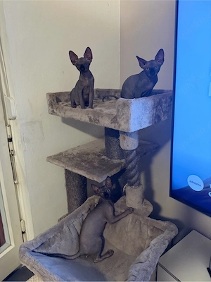Süße Sphynx Kitten 