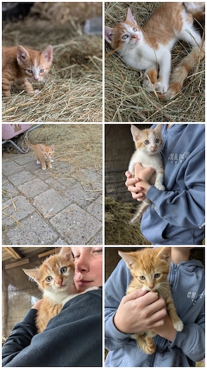 süße kitten 