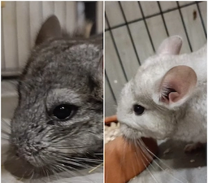 2 Chinchilla Weibchen in Hannover geboren im April 2026 Jungtiere 