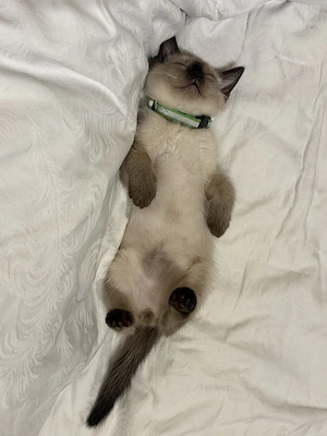 Thai Katze Kater Thaikitten Thaikatze Hundskatze