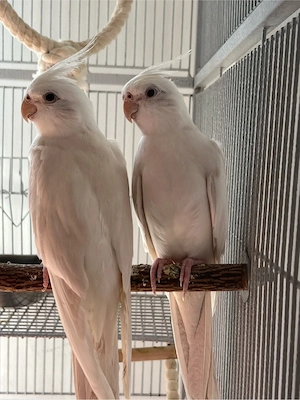 Hübsche albino nymphensittich 