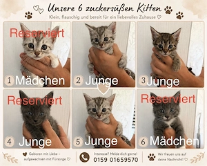 BKH-Mix Kitten 