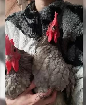 Hahn Hühner zwerghahn Australorps blau