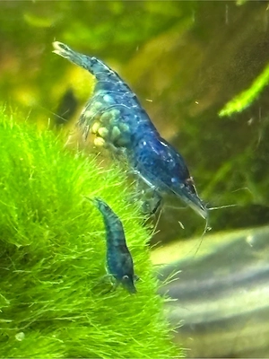Garnelen Neocaridina davidi Blue Dream 