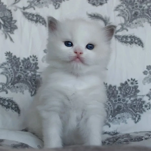 Wir haben männliche und weibliche Ragdoll-Kätzchen.