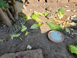 Verkaufe Griechische Landschildkröten 