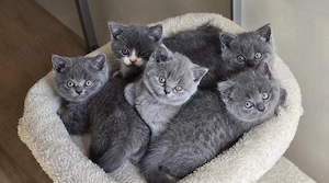 Britisch kurzhaar Kitten 