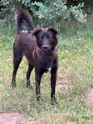 Border-Collie-Mix Rüde 