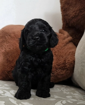 Cockapoo Welpen 