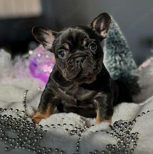 Französische Bulldoggenwelpen. 
