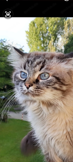 Sibirischer Deckkater zum abgeben in gute Hände. 