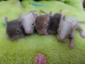 Knuddelige Degu Kids,kunterbunt:sand,blue-non,schoko-Schecke suchen ihr Zuhause im Glück!