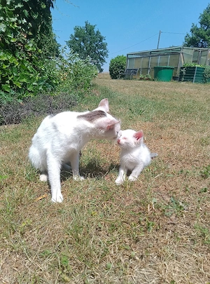 süße Babykatze sucht Zuhause 