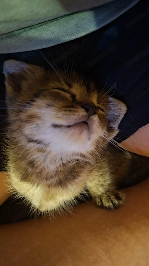 Kitten babys 