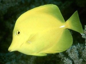 Meerwasser Hawaii Doktorfisch 