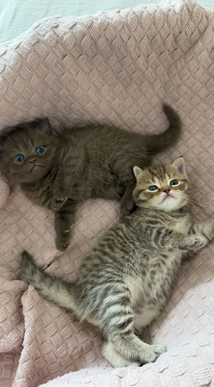 2 reinrassige Britisch Kurzhaar (BKH) Kitten mit Stammbaum. Ein Kitten in Lilac Chocolate und ein Ki