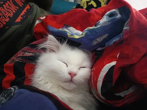 britisch Langhaar kater 5 Monate alt 