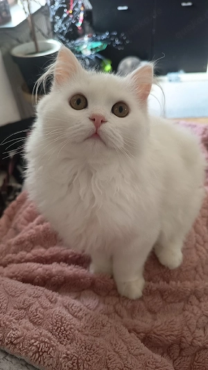 BLH kater weiß 