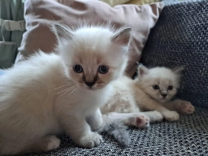 heilige Birma Kitten