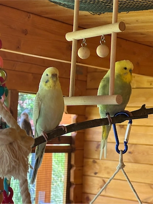 Wellensittich Pärchen