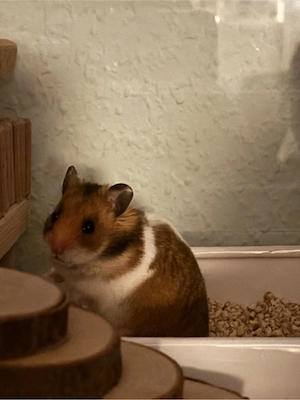 Goldhamster "Bilbo"