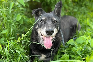 *MIKY* - der Senior sucht nochmal sein Glück