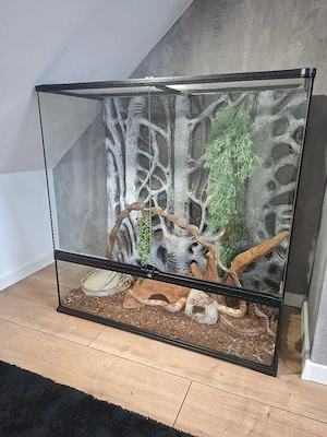 Zwei weibliche Kornnattern Schlangen mit Terrarium