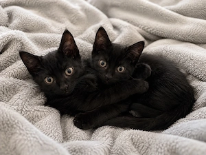 EKH Kitten Katze Kater Europäisch Kurzhaar