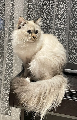 Sibirischer Waldkatzenmix