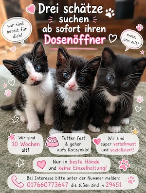 3 Herzensbrecher suchen...