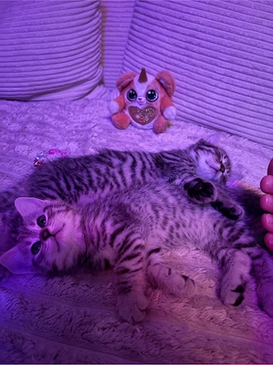 britische kurzhaar kitten 