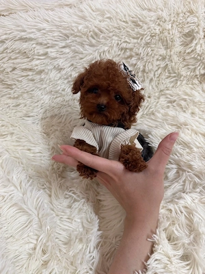 Teacup Pudel Toy Toypudel Hündin Red