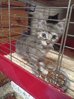     Achtung, Zuckerschock! 4 kleine Kater suchen ihr Personal auf Lebenszeit!   
